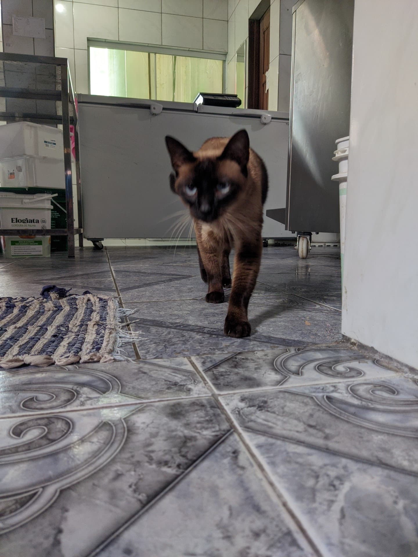 Bob, um gato grande e preguiçoso