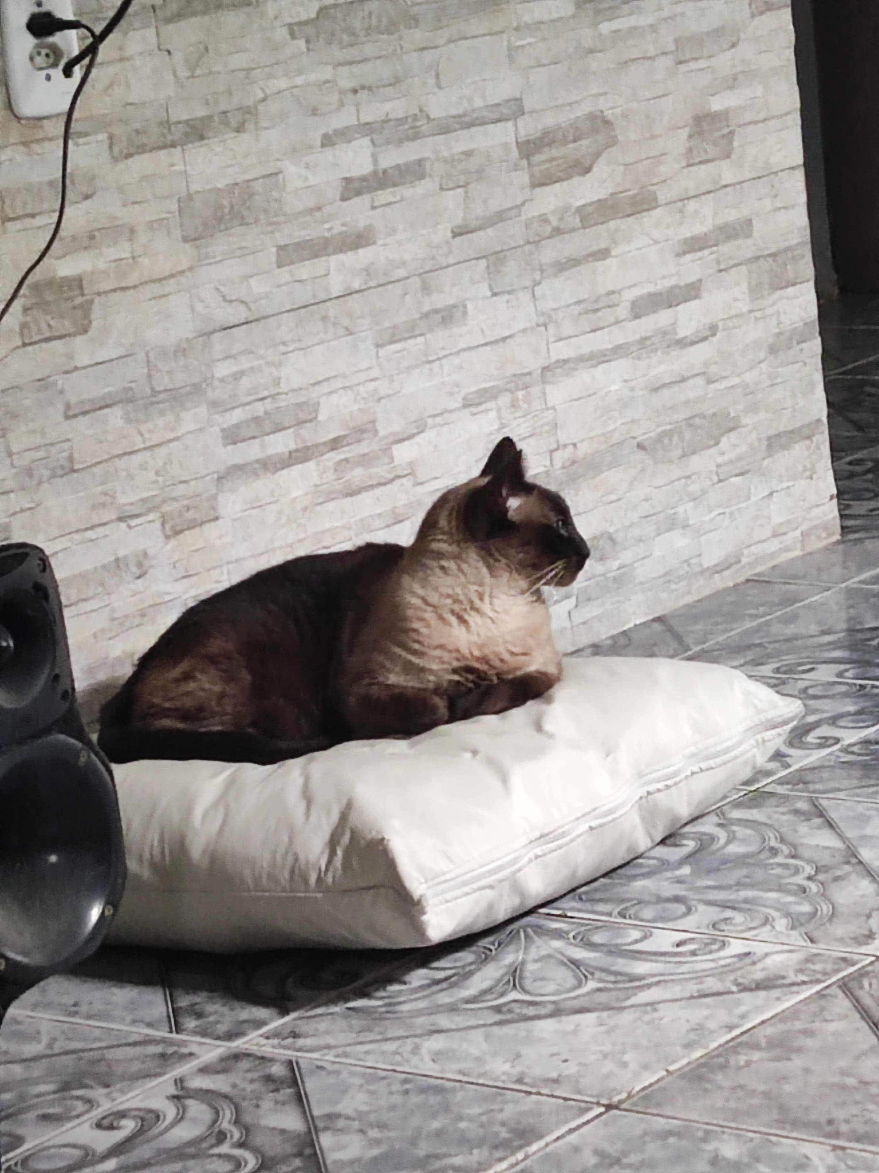 Bob, um gato de olhar tranquilo e sábio