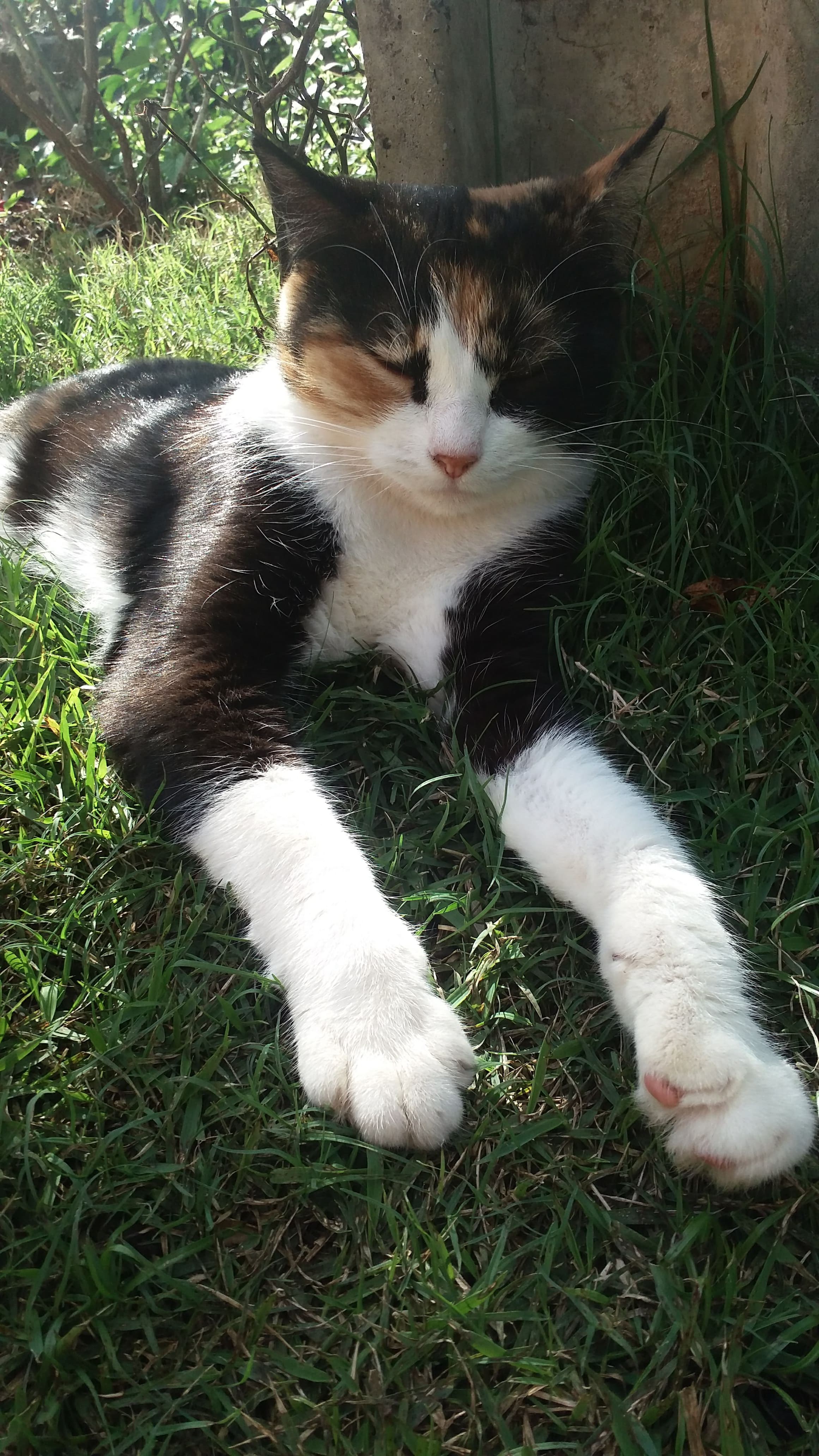 Mia, uma gata vira-lata curiosa e carinhosa