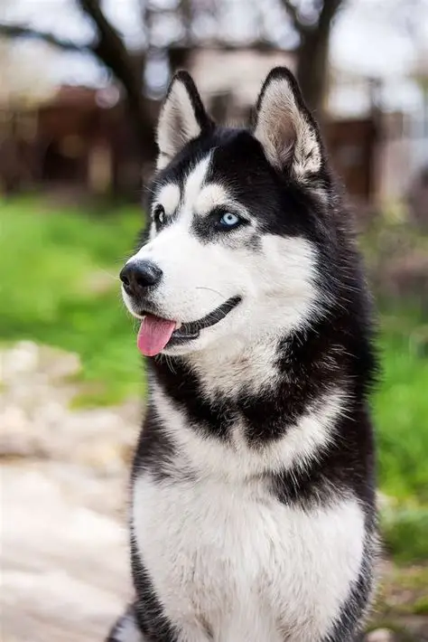 Thor, um pastor alemão protetor
