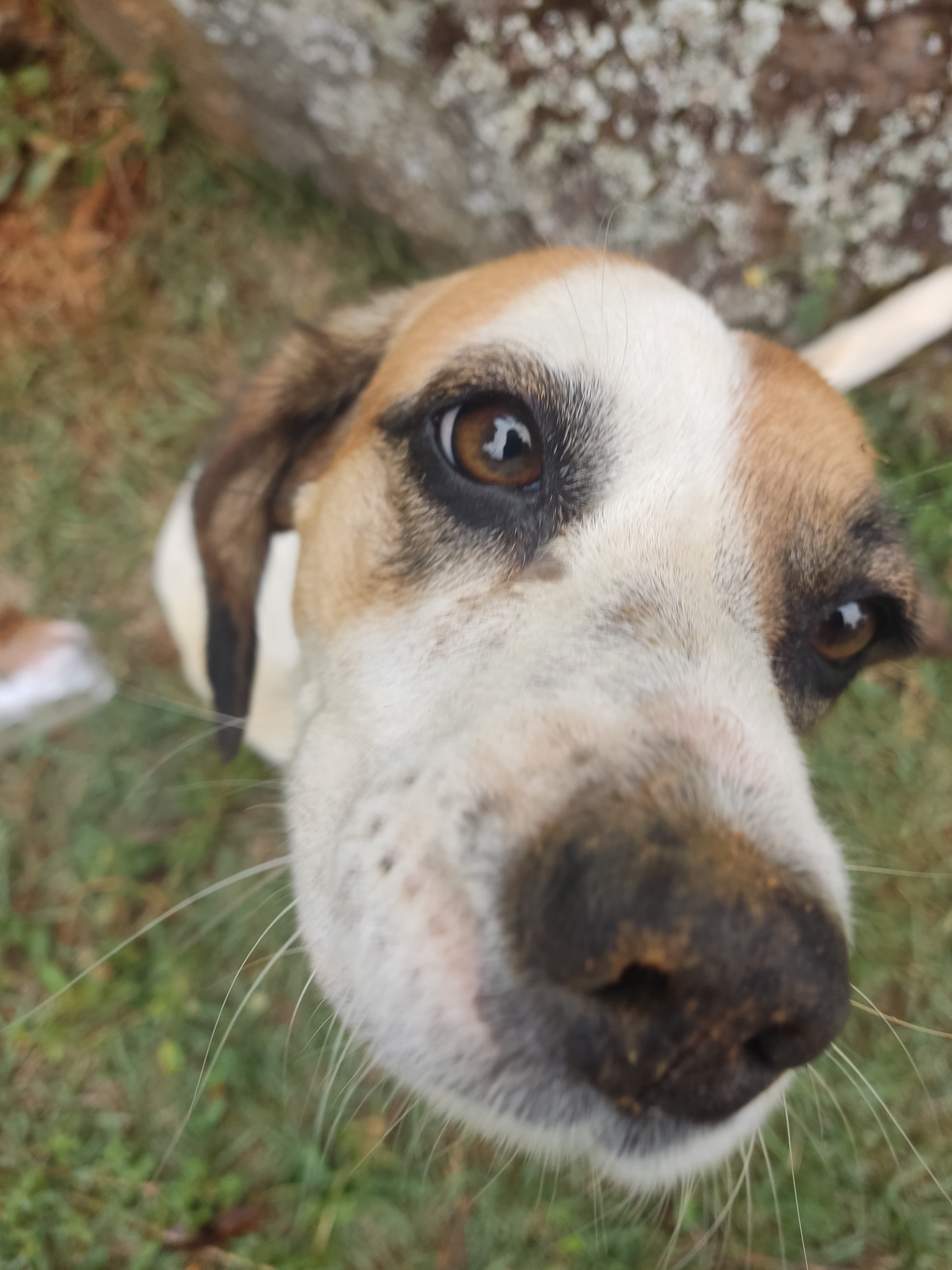 Lira, uma cachorra alegre