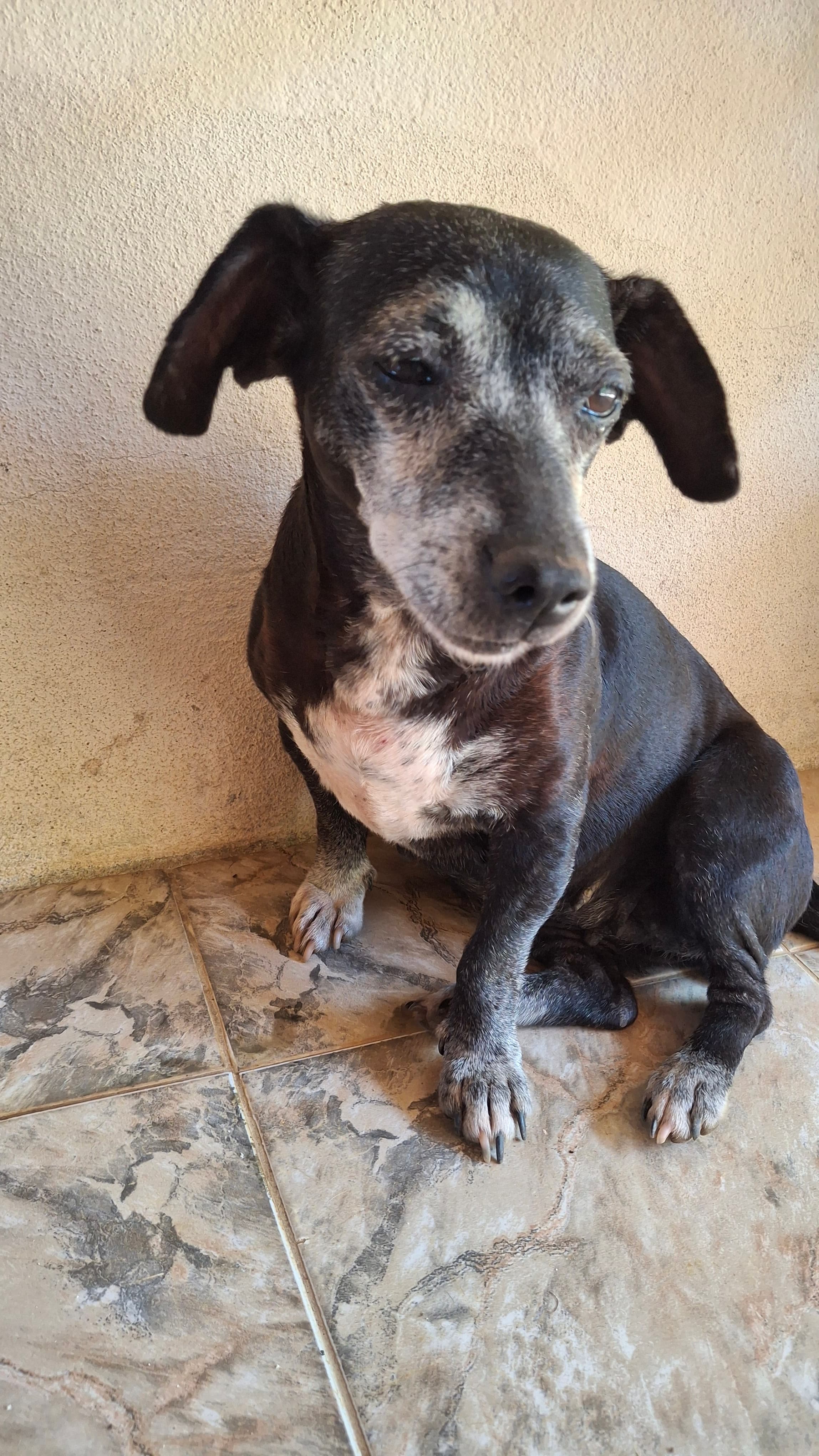 Luna, uma vira-lata encantadora