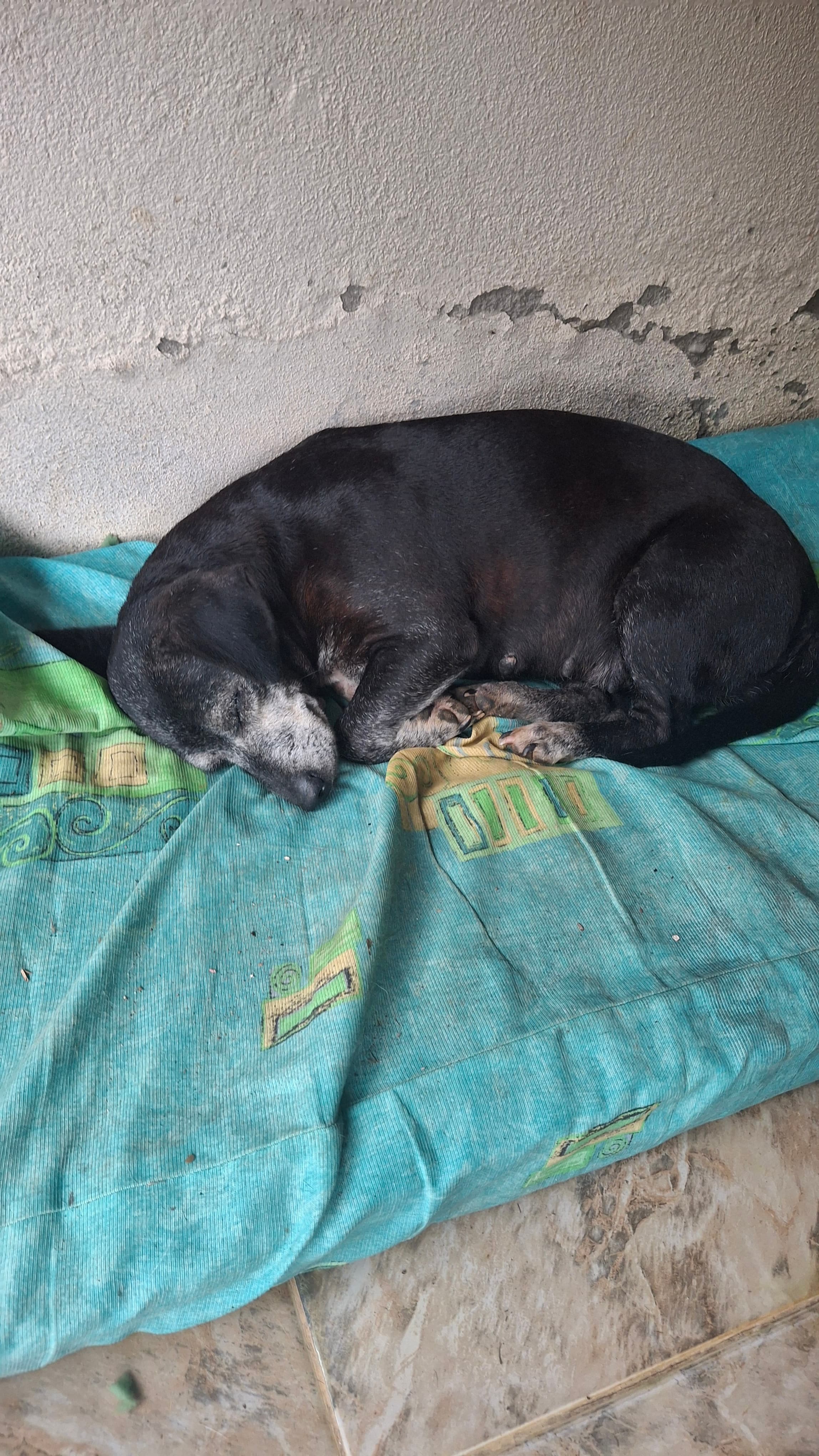 Luna, uma vira-lata encantadora