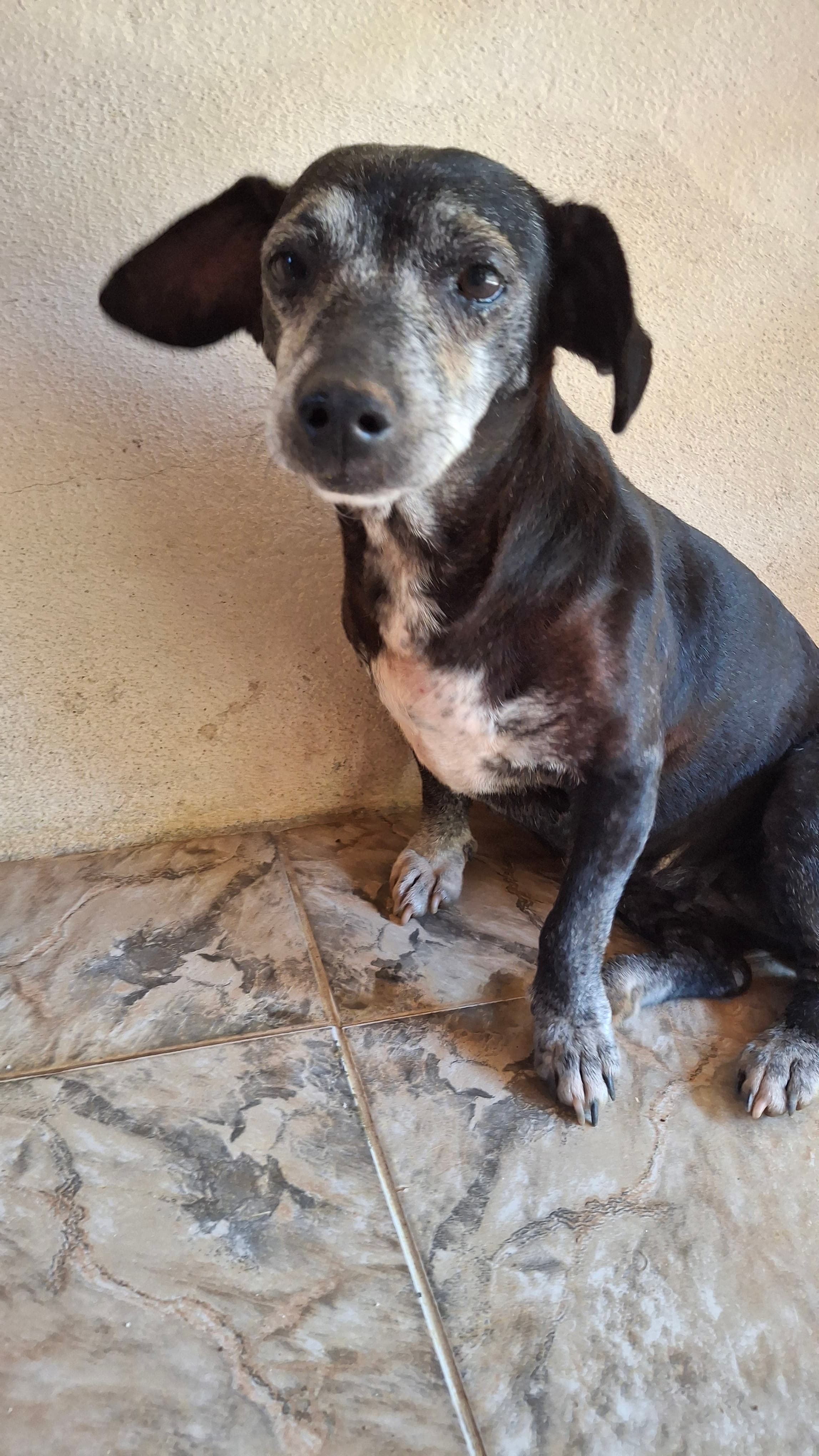 Luna, uma vira-lata encantadora