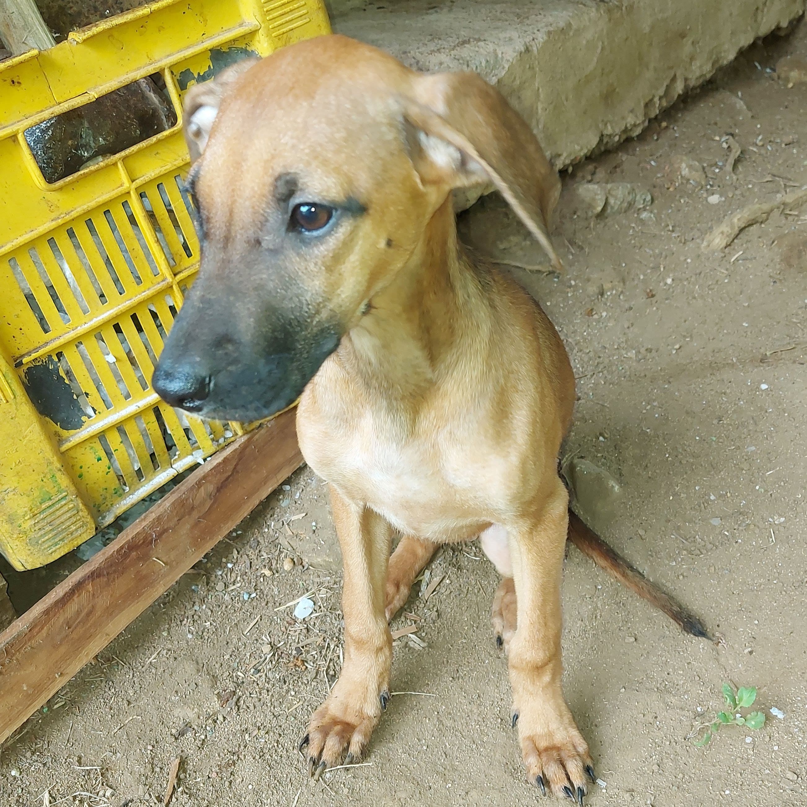 Suzy, uma vira-lata fofa