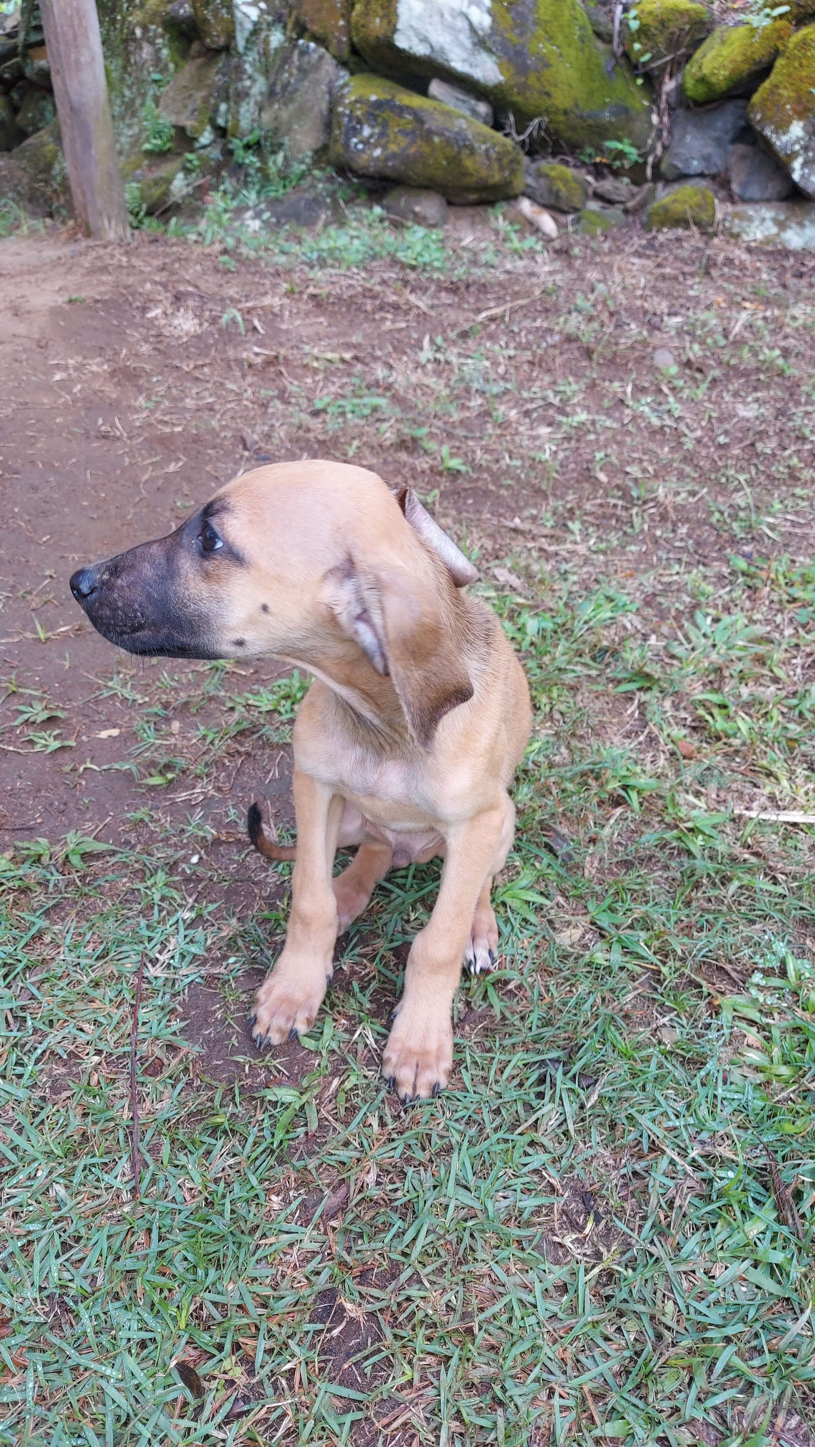 Suzy, uma vira-lata fofa