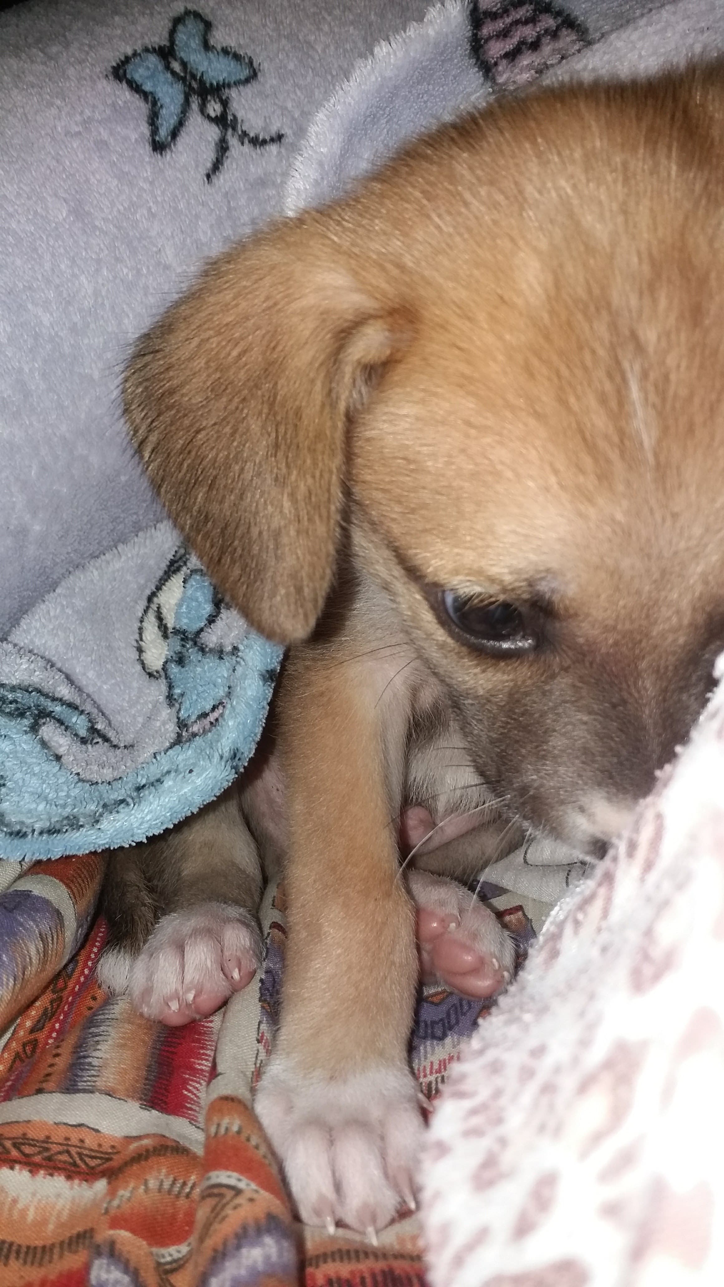 Suzy, uma vira-lata fofa