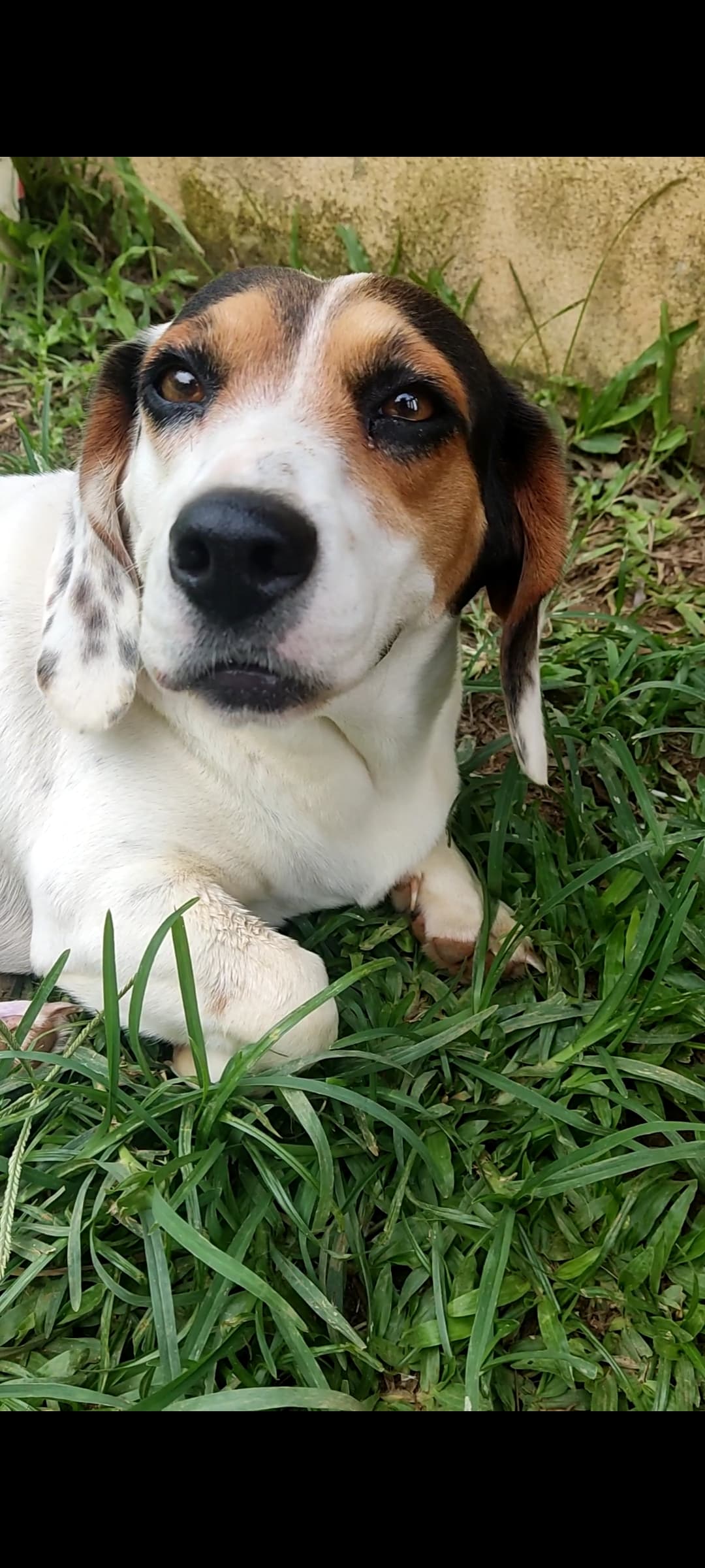 Suzy, uma vira-lata fofa