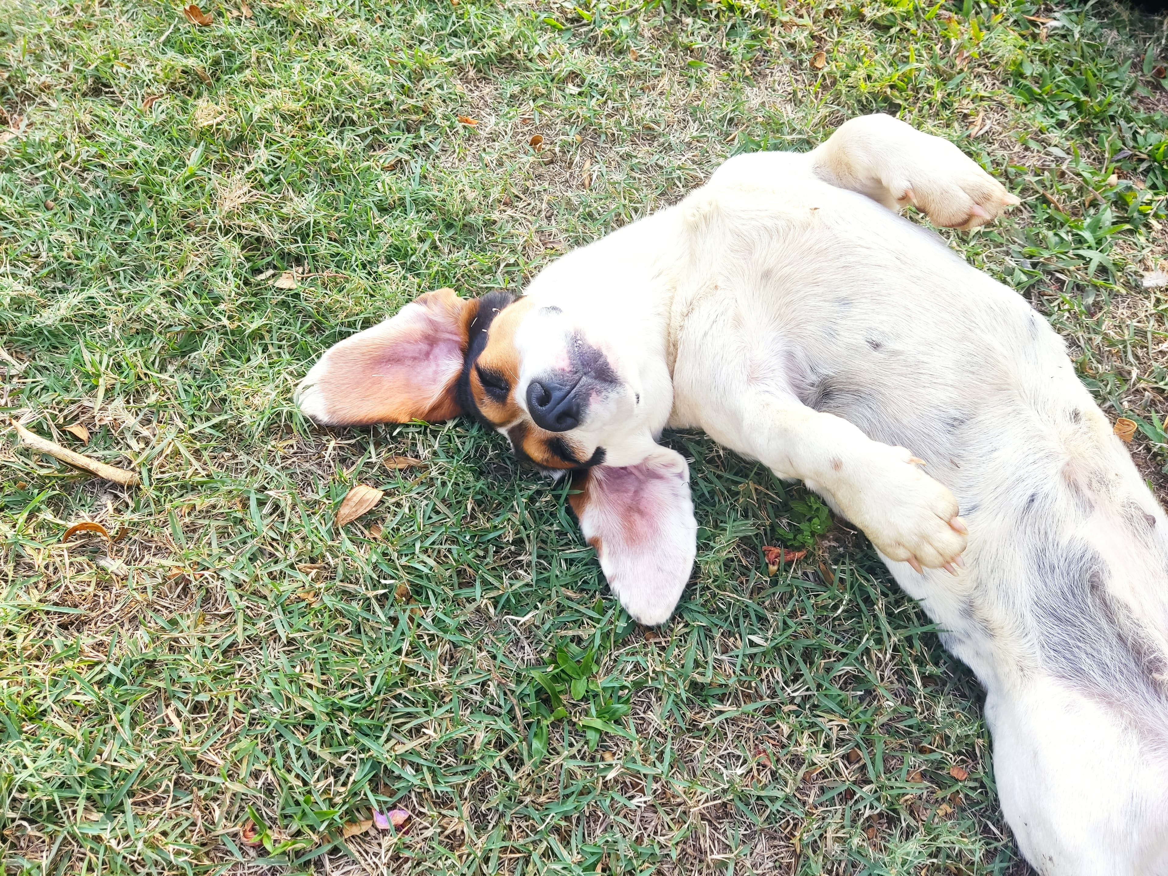 Suzy, uma vira-lata fofa