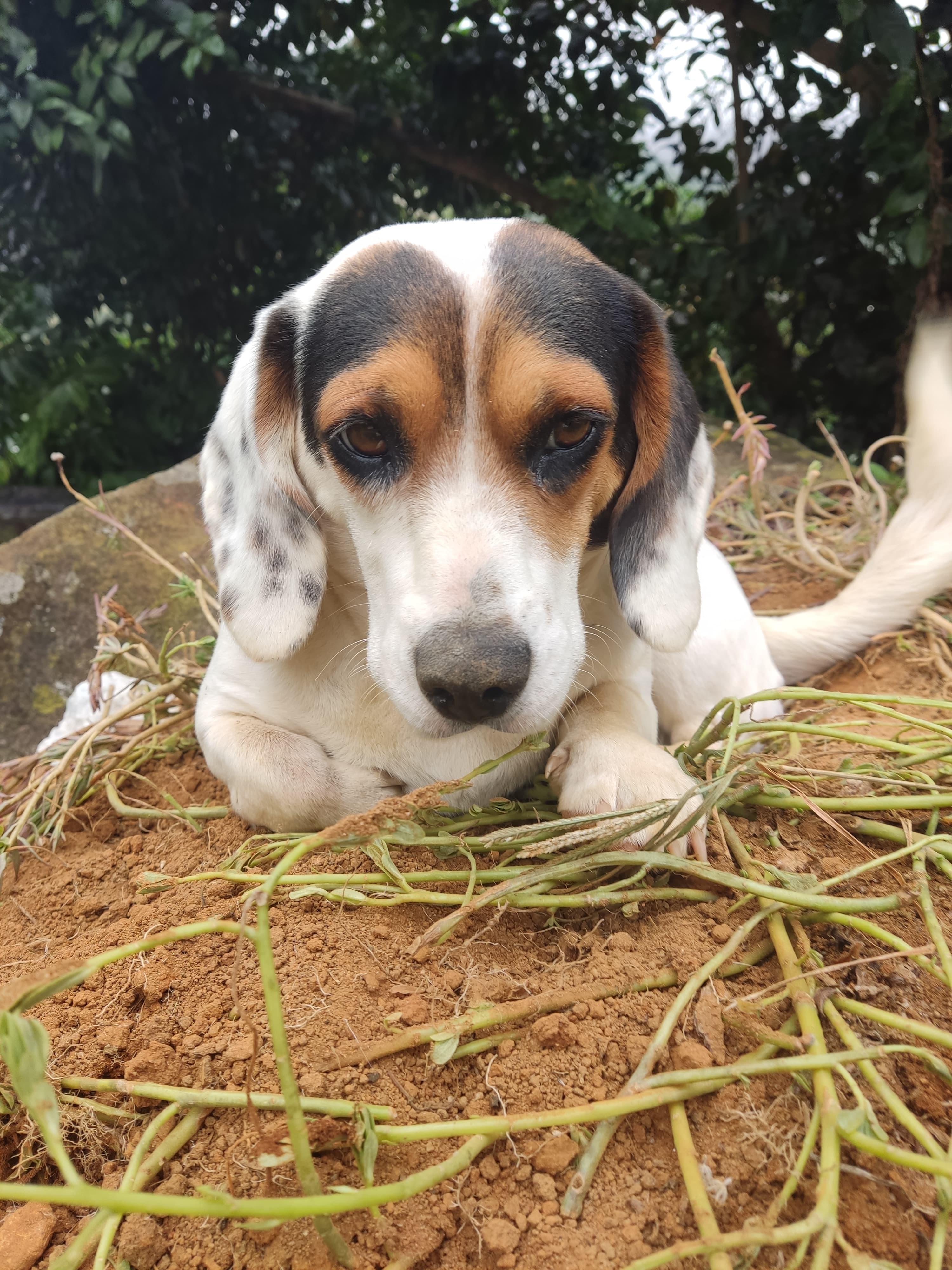 Suzy, uma vira-lata fofa