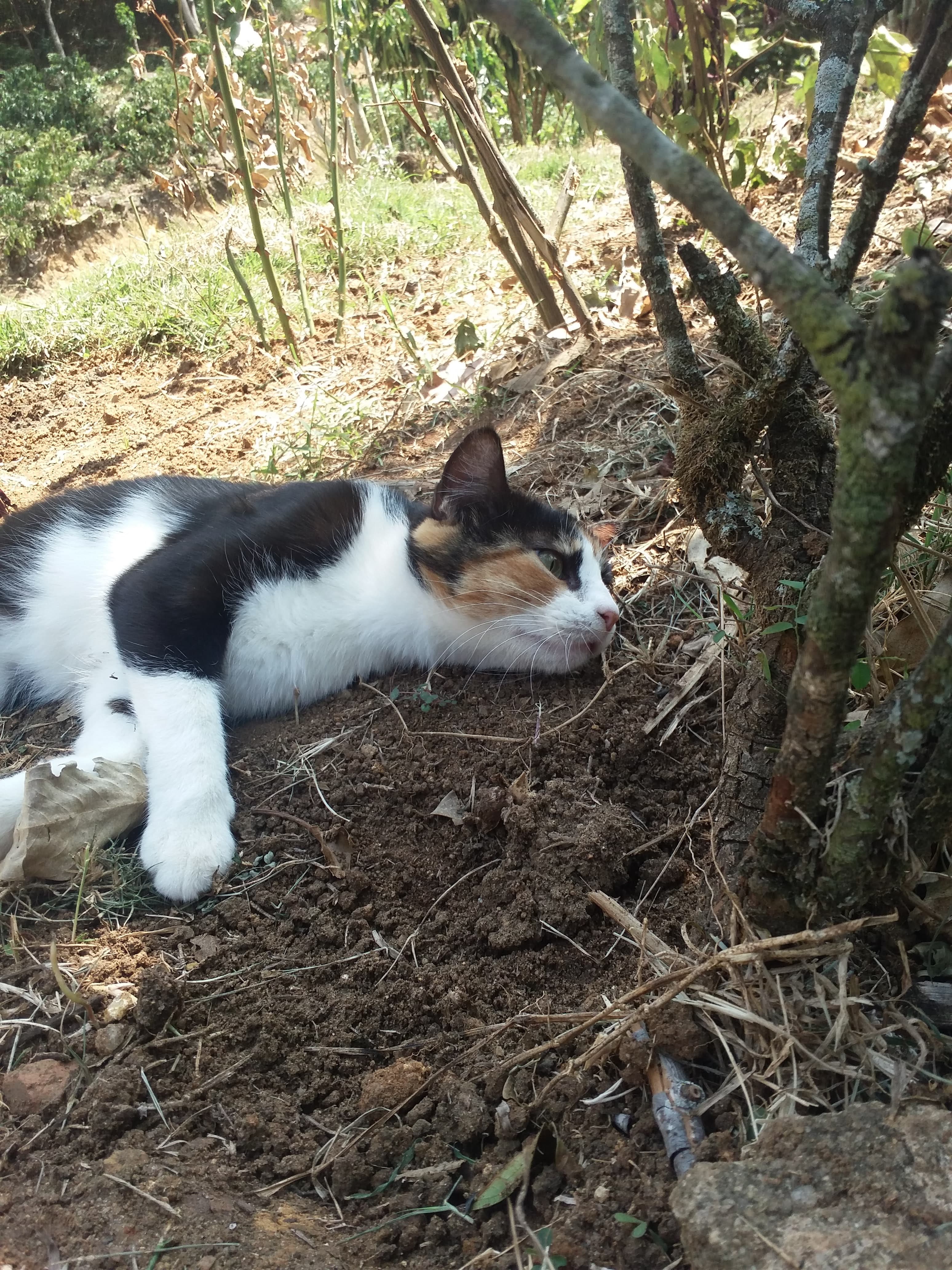 Mia, uma gata vira-lata curiosa e carinhosa