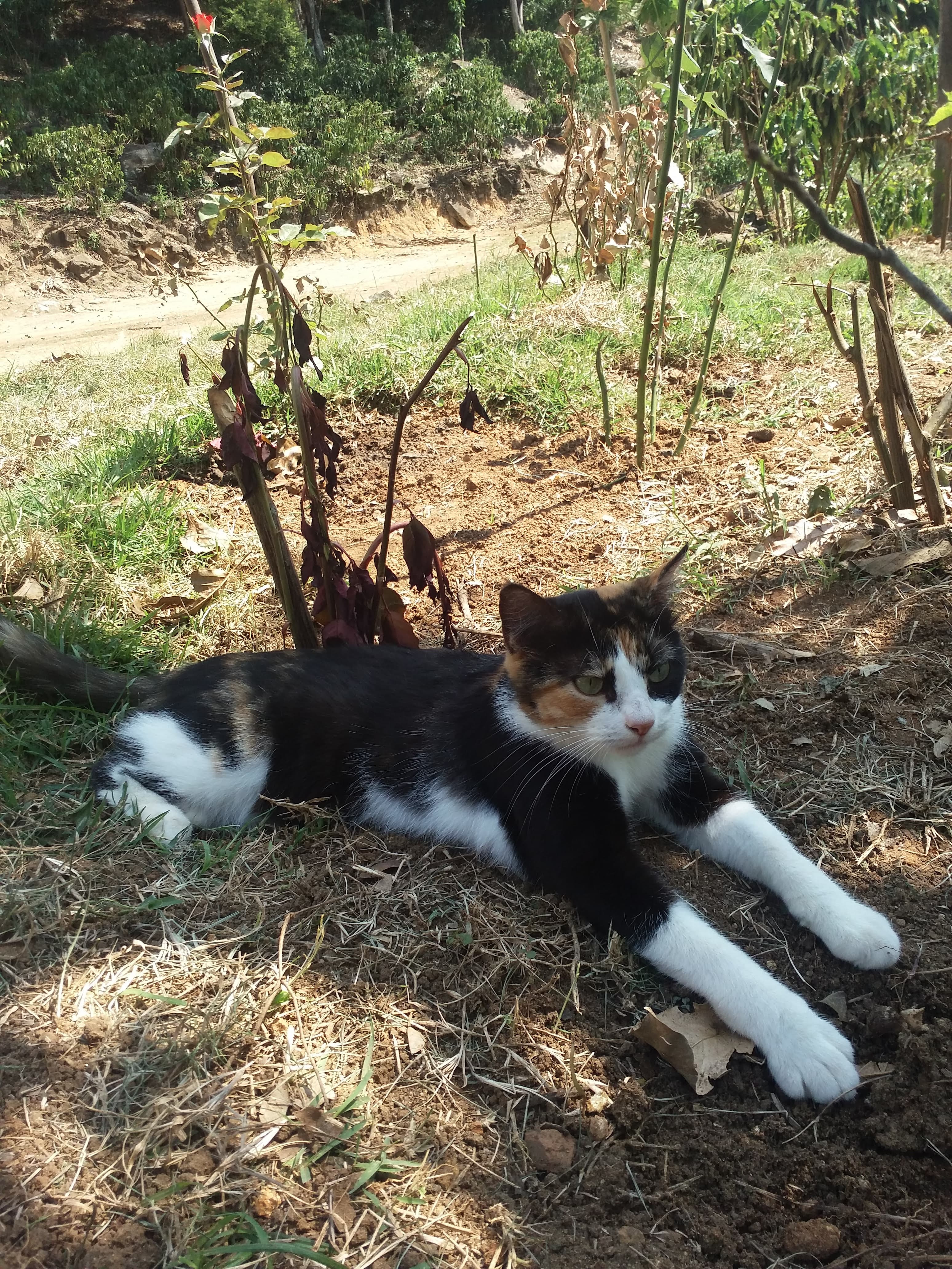 Mia, uma gata vira-lata curiosa e carinhosa