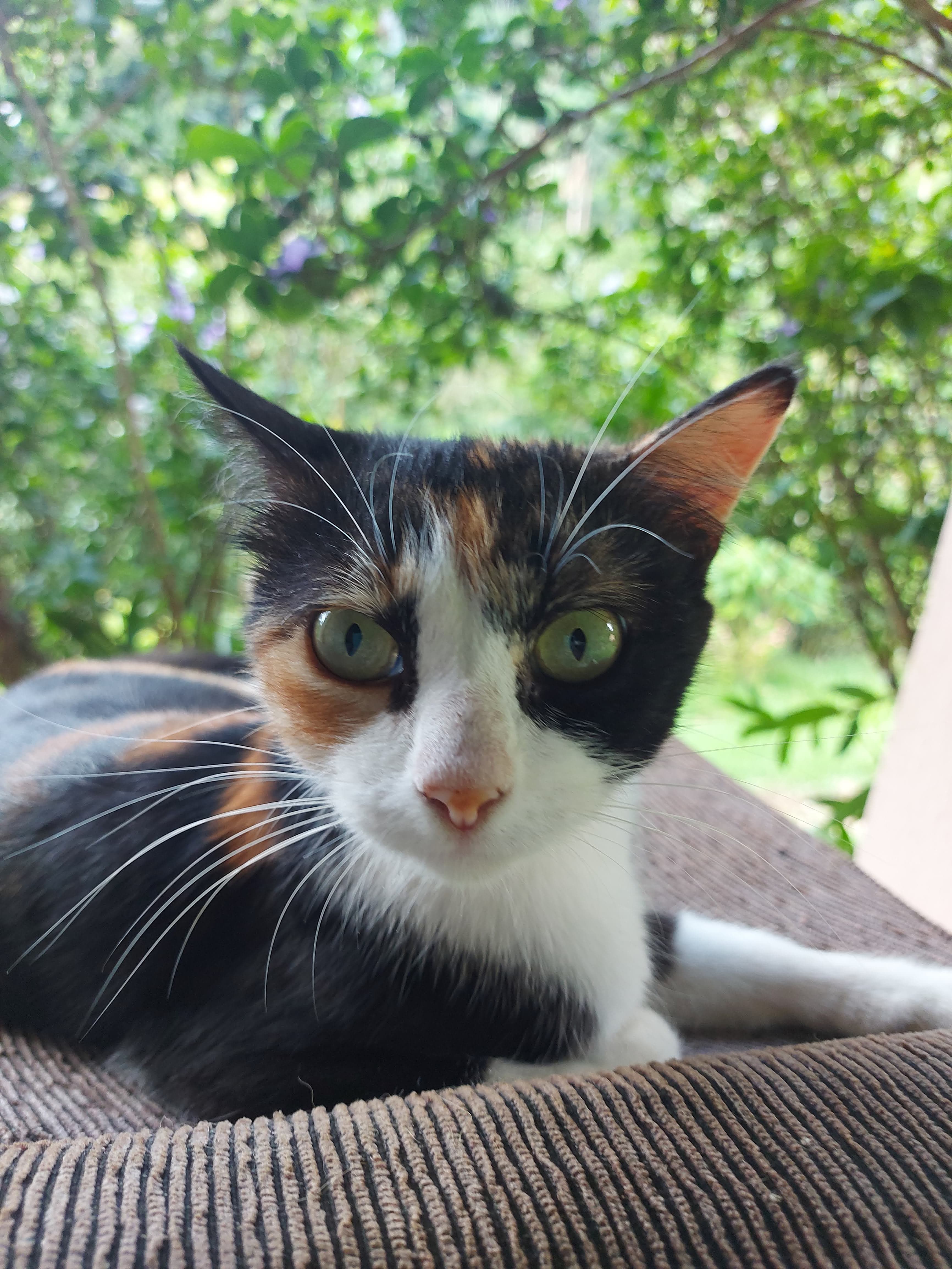 Mia, uma gata vira-lata curiosa e carinhosa