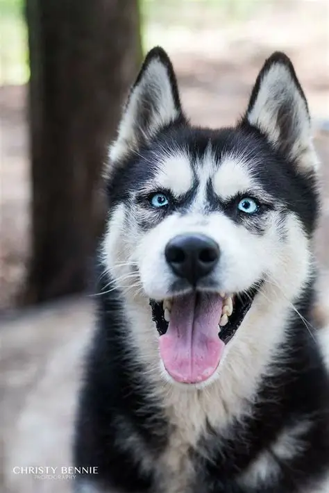 Thor, um pastor alemão protetor