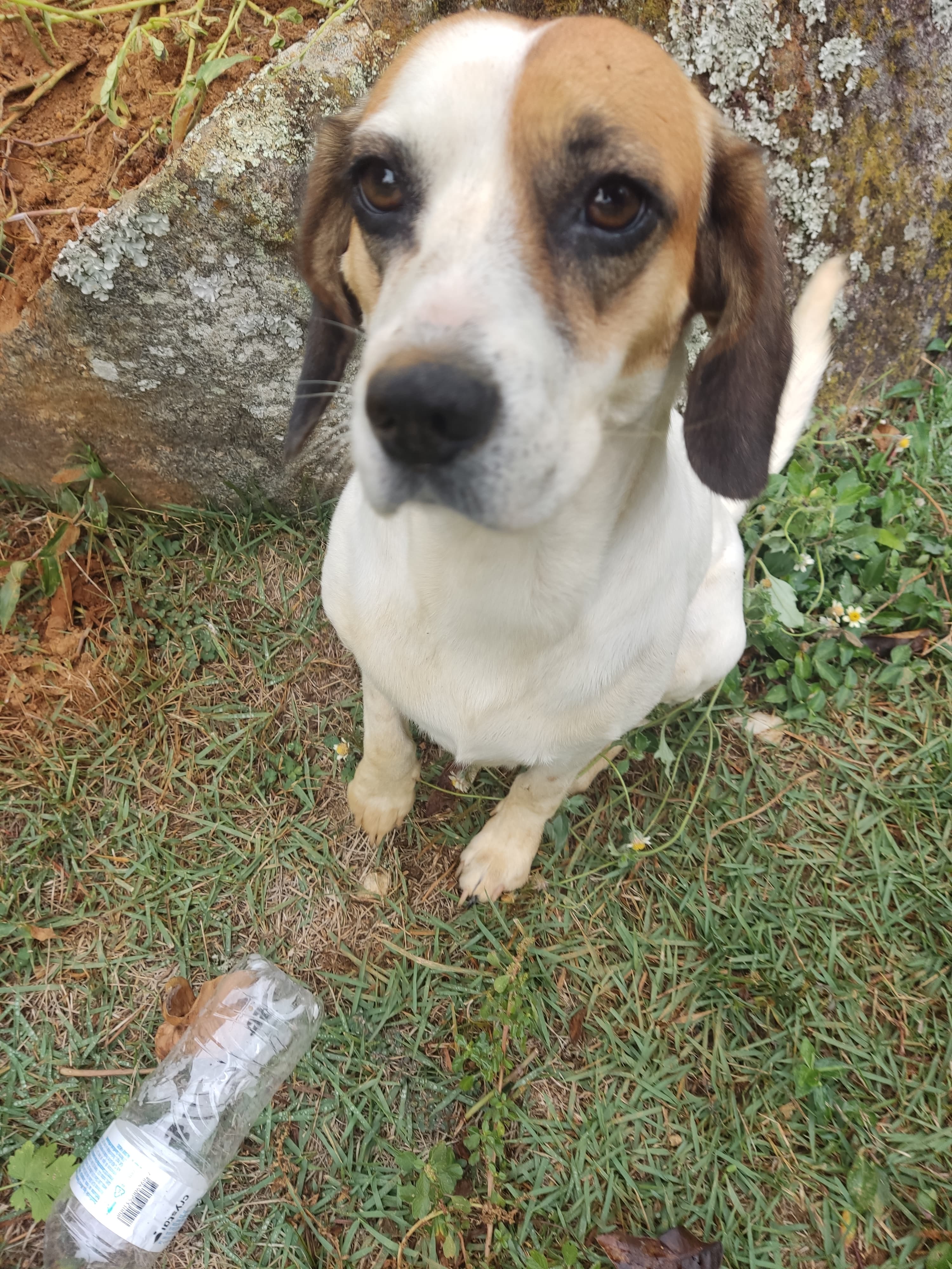 Lira, uma cachorra alegre