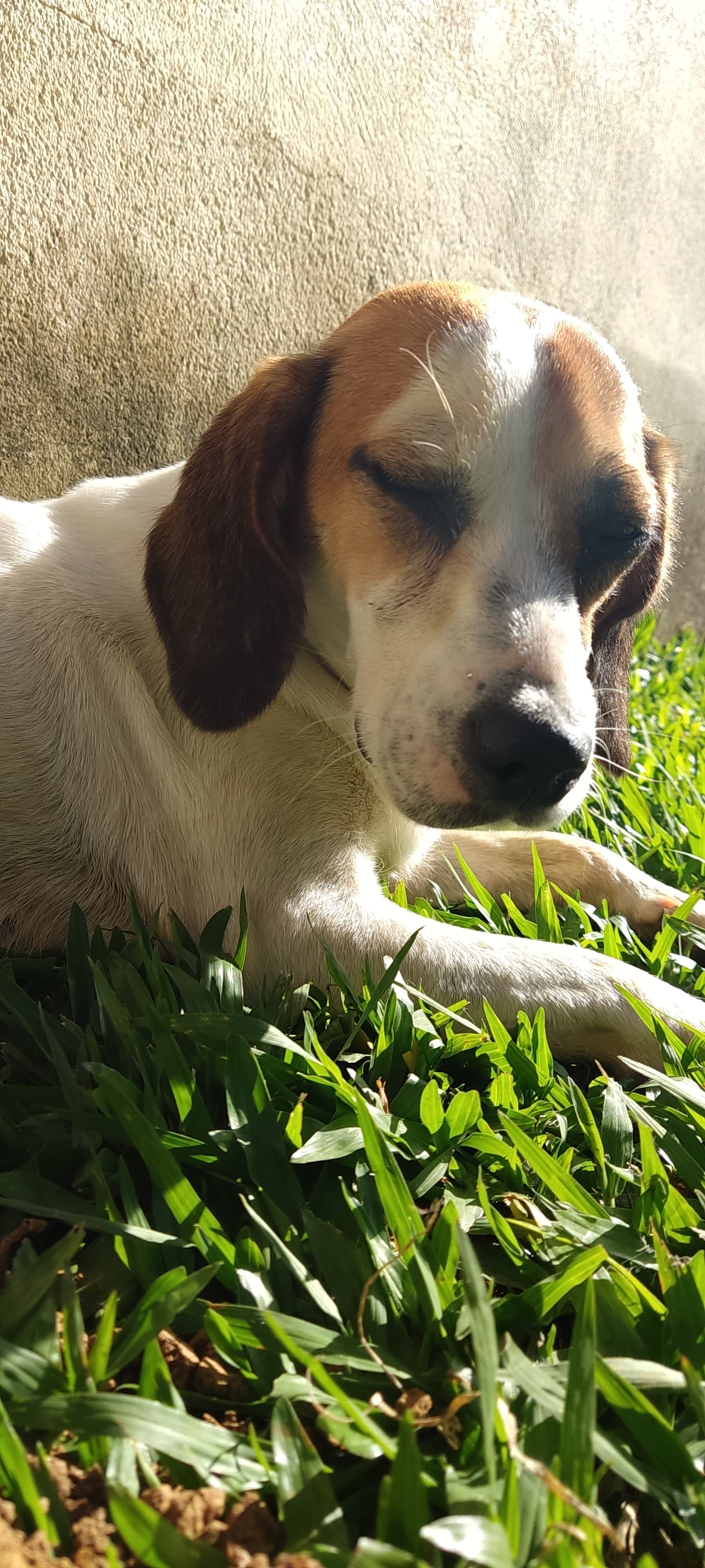 Lira, uma cachorra alegre